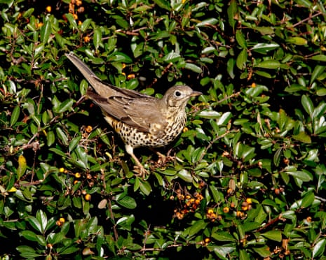 ‘It brings you closer to the natural world’: the rise of the Merlin birdsong identifying app